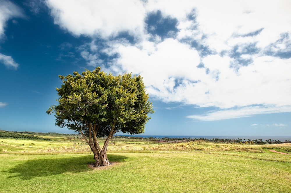 Baum auf einer Wiese